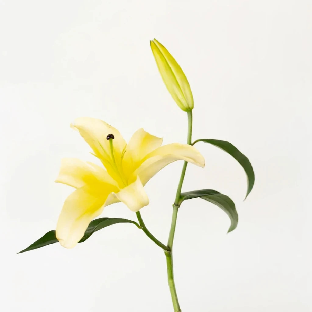 Concador Lilies Oriental - alternative 1