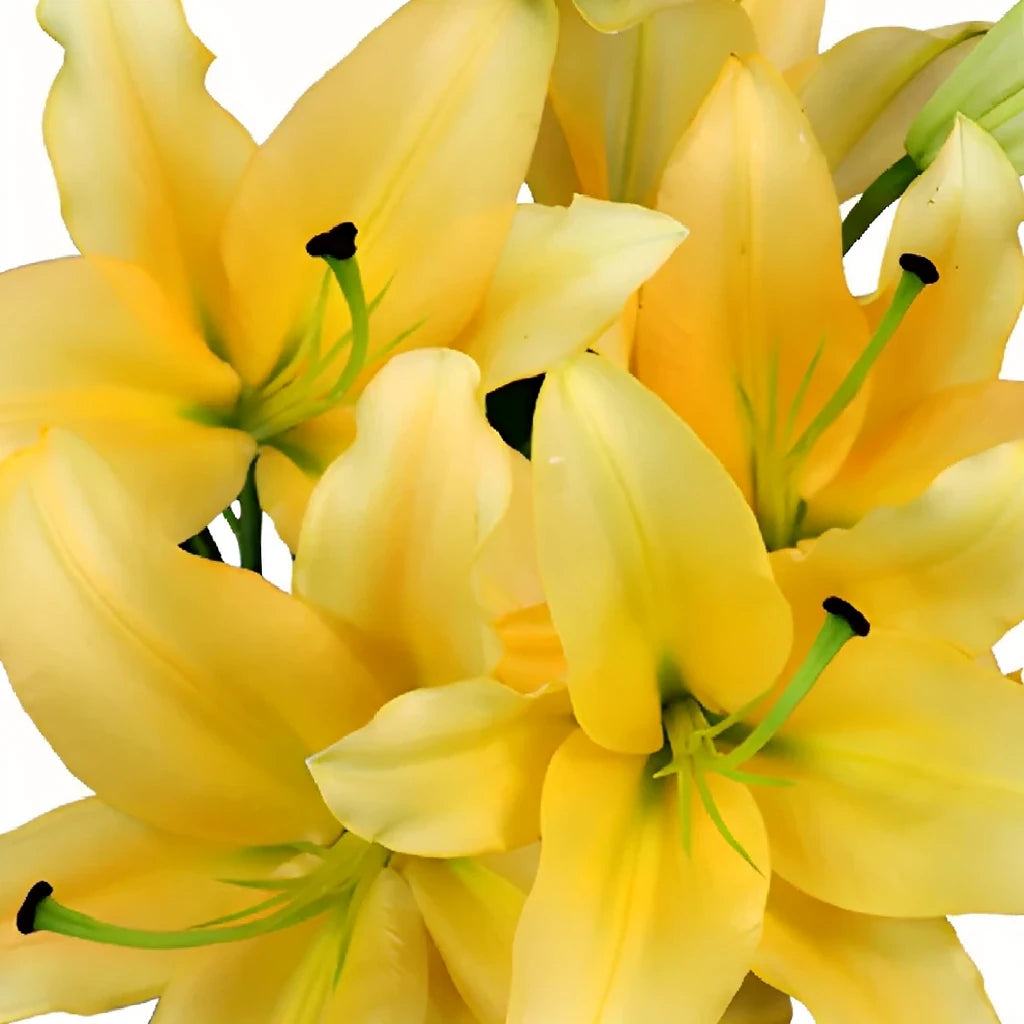 Corcovado Lilies Oriental - alternative 1