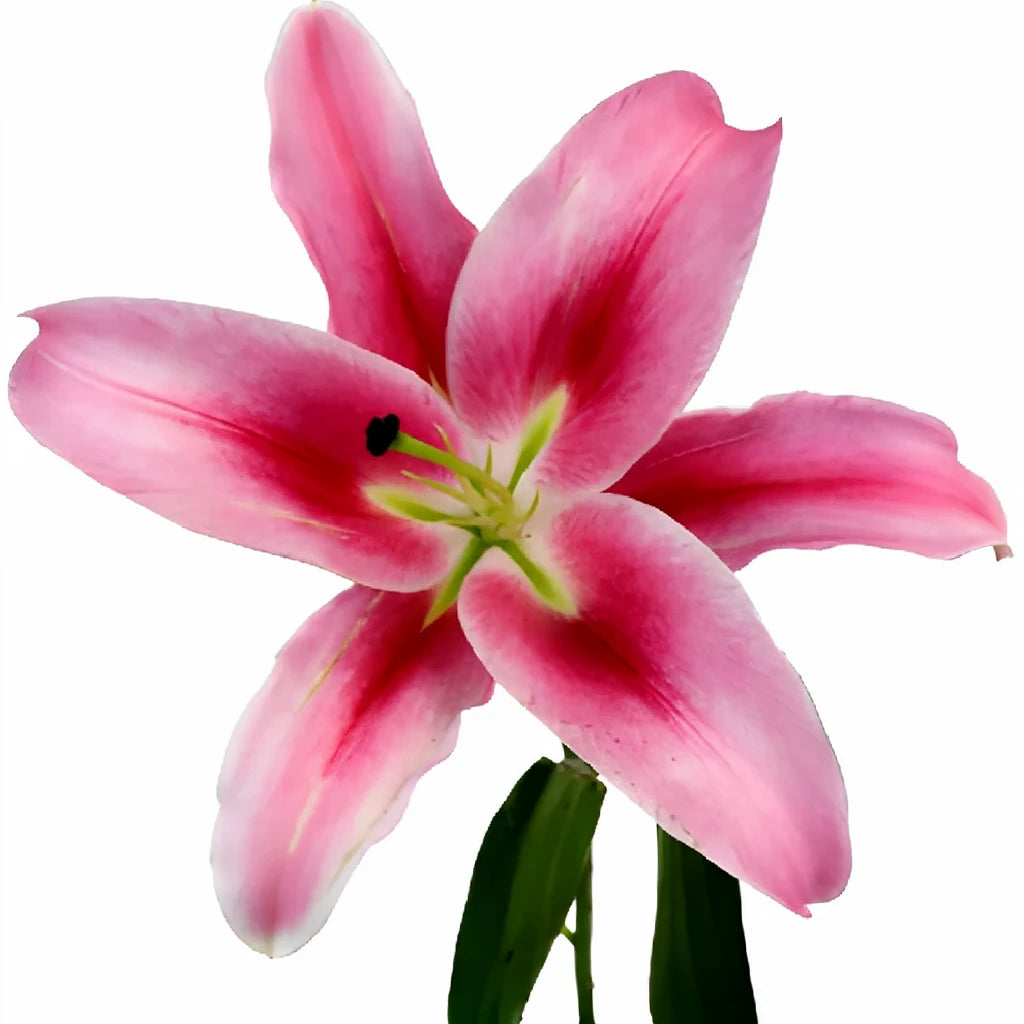 Dalian Lilies Oriental - main