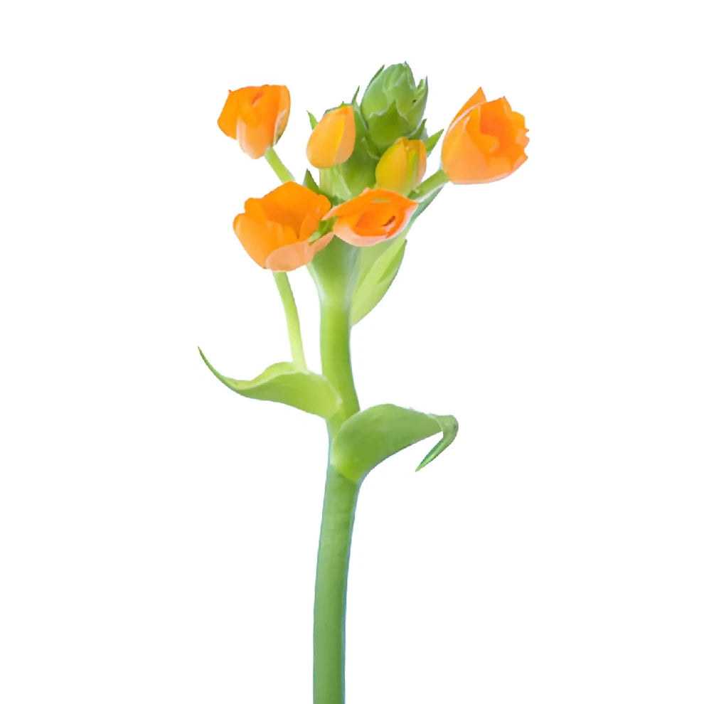 Orange Star of Bethlehem - alternative 2