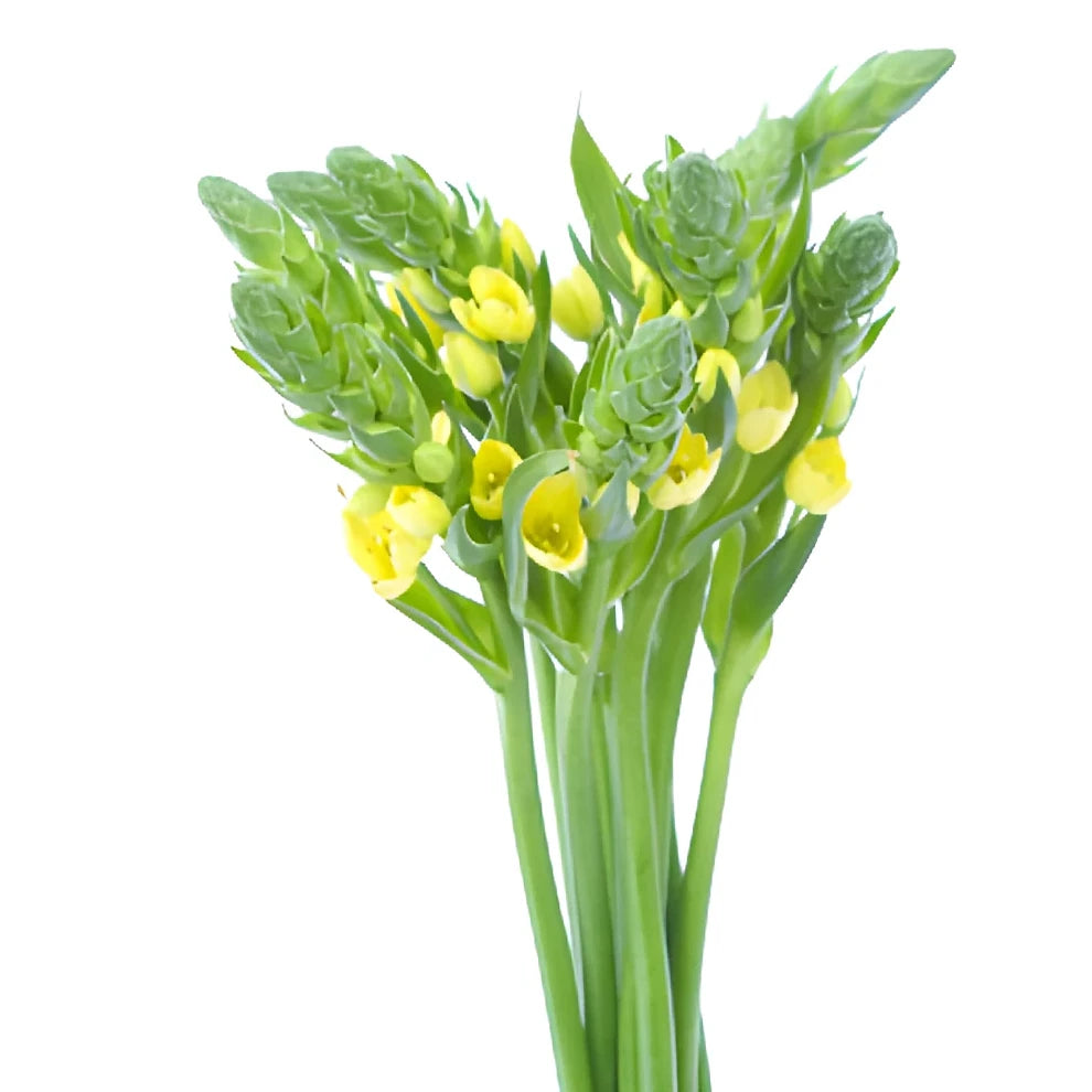 Yellow Star of Bethlehem - alternative 1