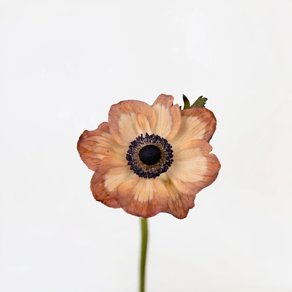 Tinted Brownie Anemones - alternative 2