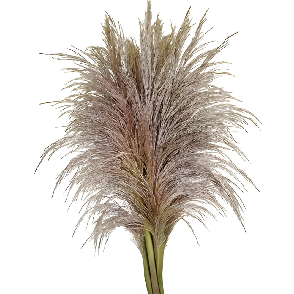 Pampas Grass Greenery - alternative 2