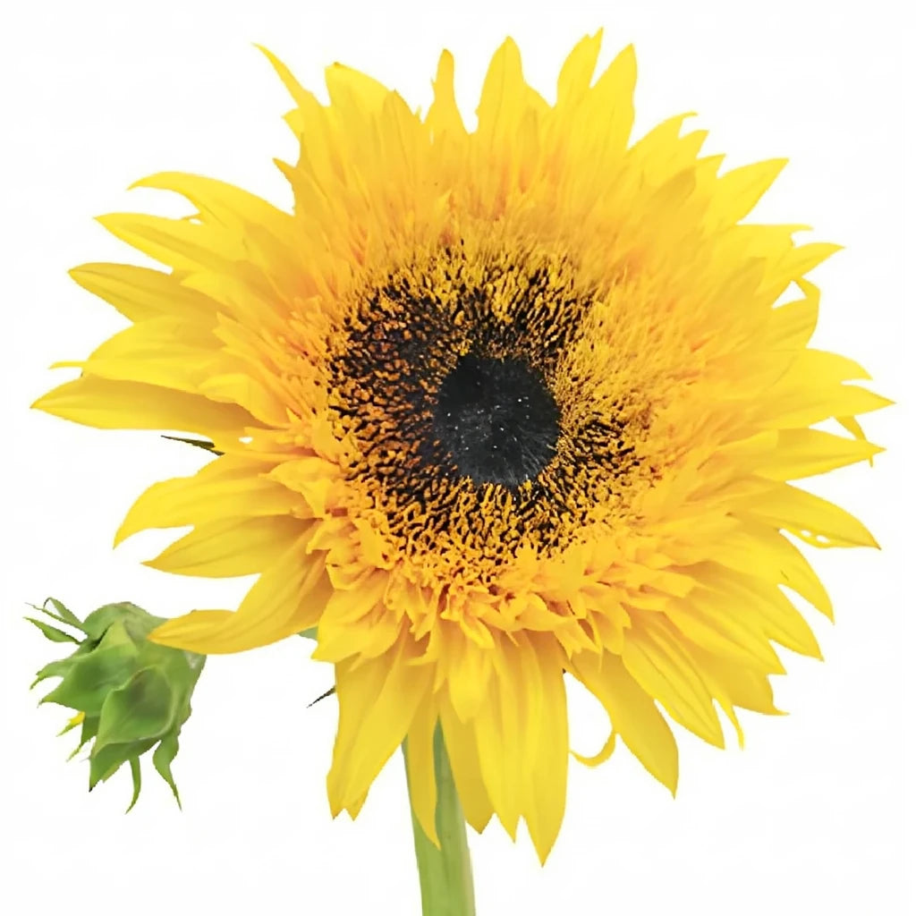 Sunsplash Sunflowers - alternative 1