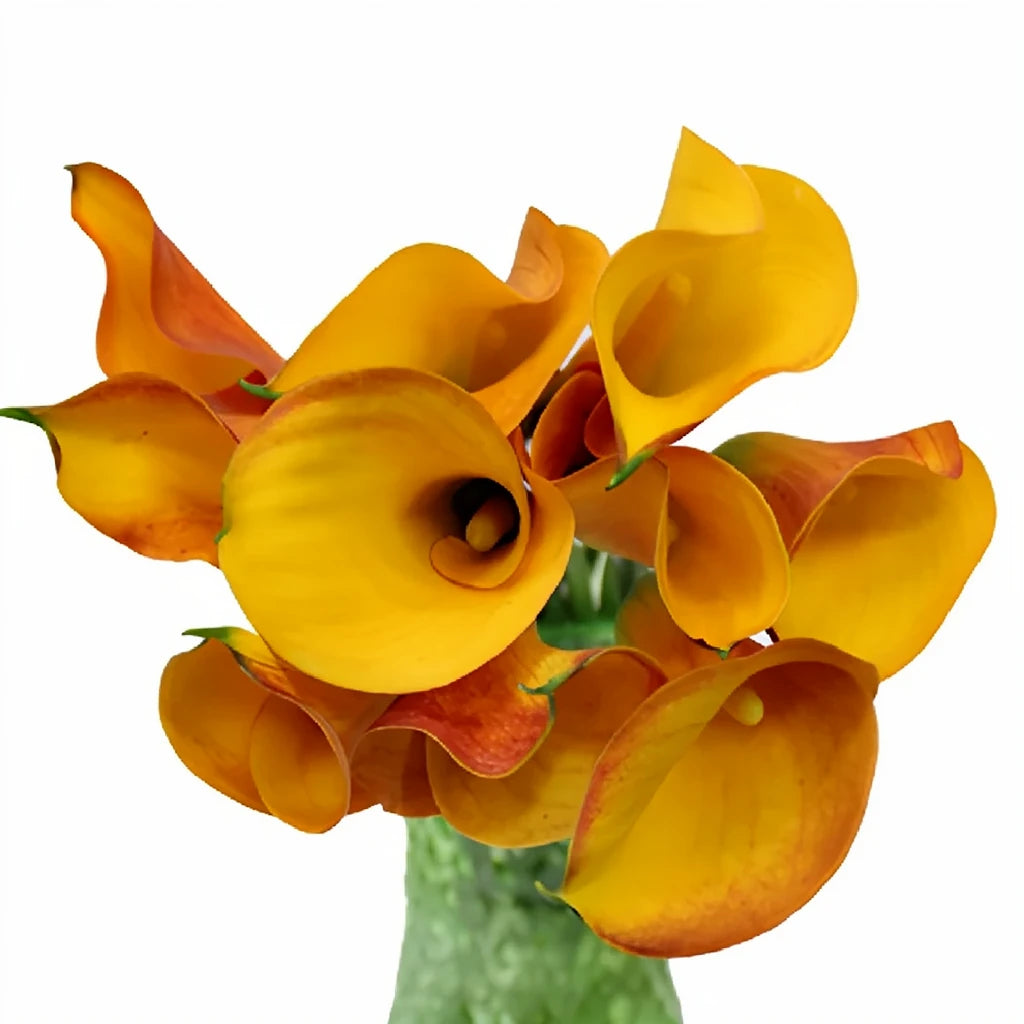 Papaya Calla Lily Mini - alternative 1