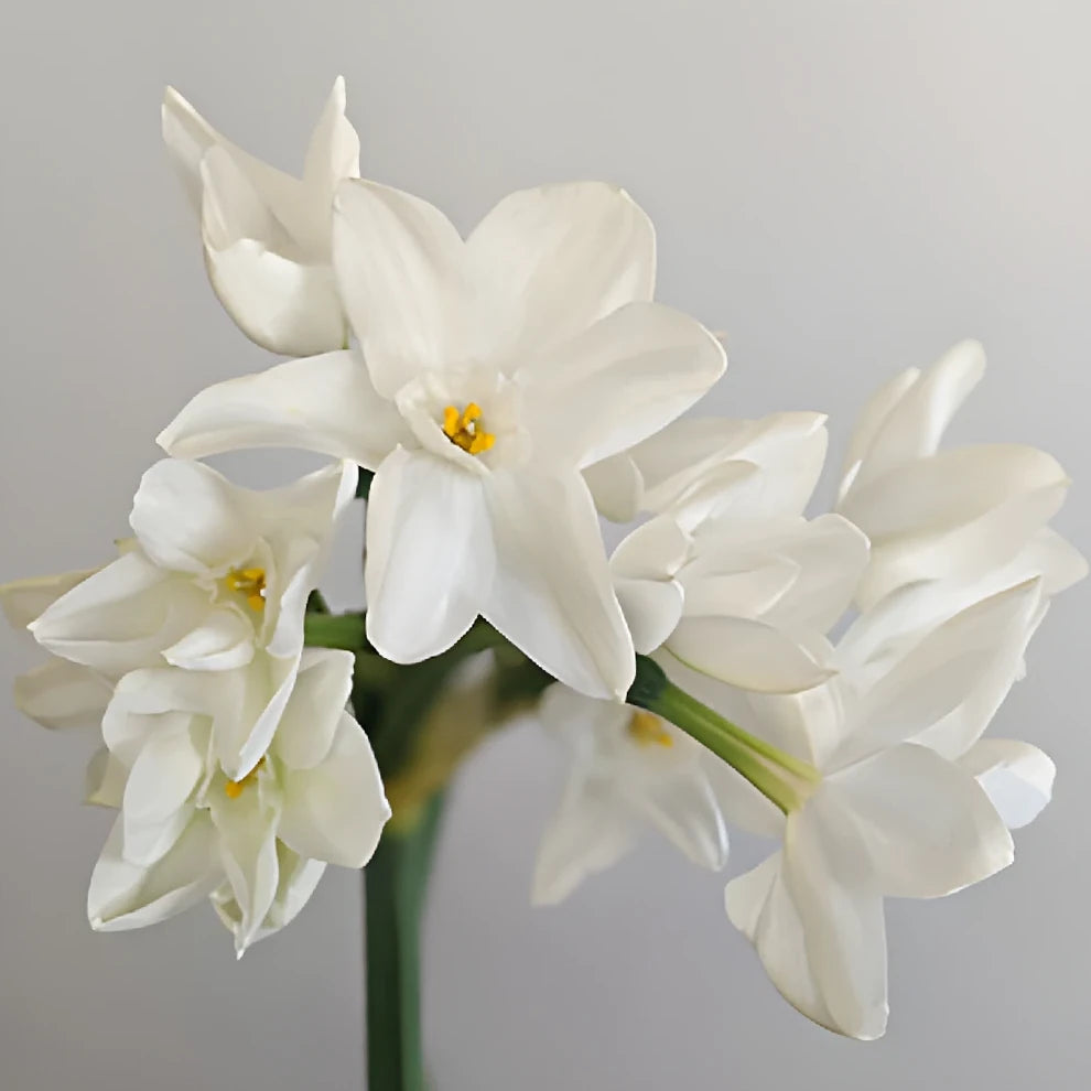 White Daffodils - alternative 1