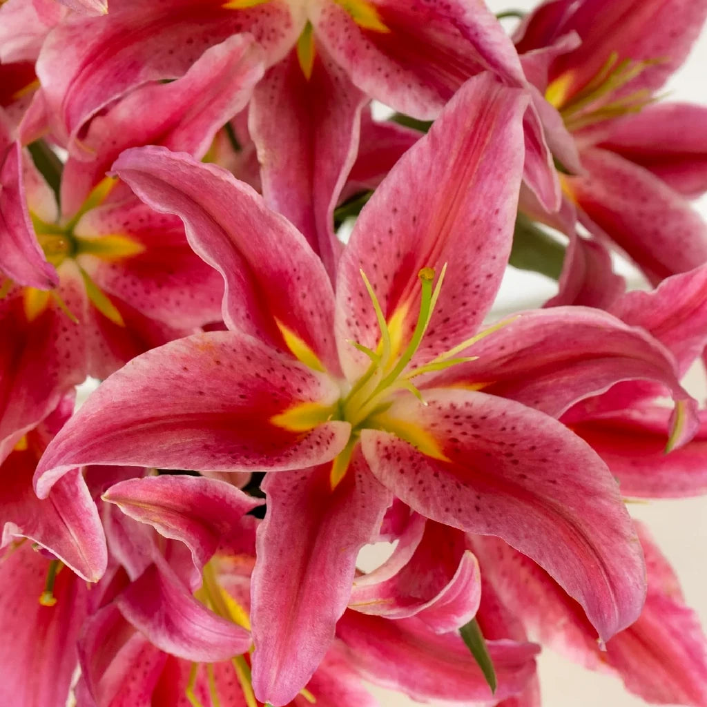 Bacardi Lilies Oriental - alternative 1