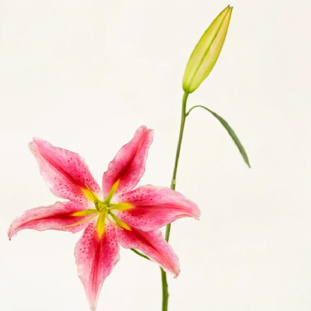 Bacardi Lilies Oriental - main