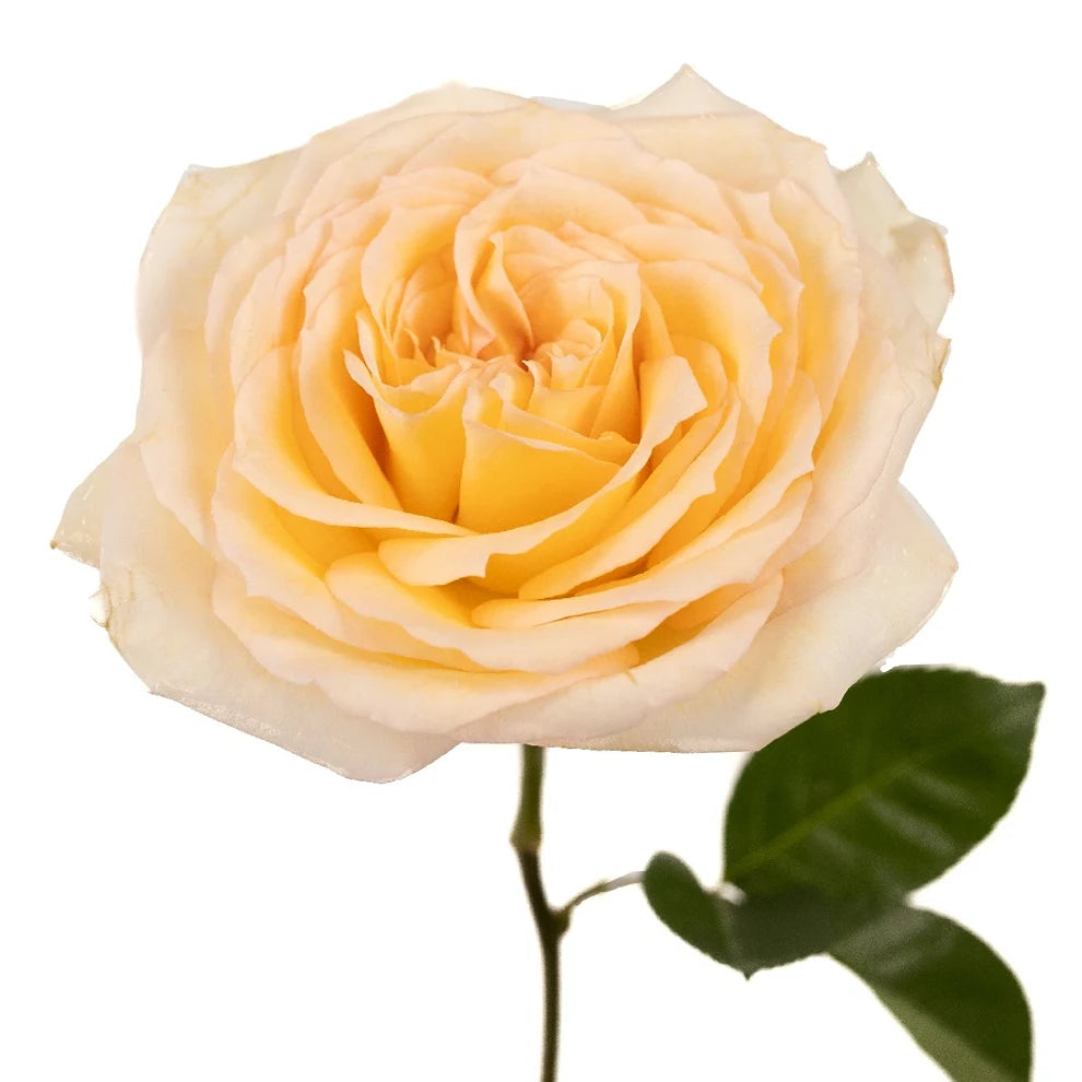 Princess Maya Roses Garden - alternative 2