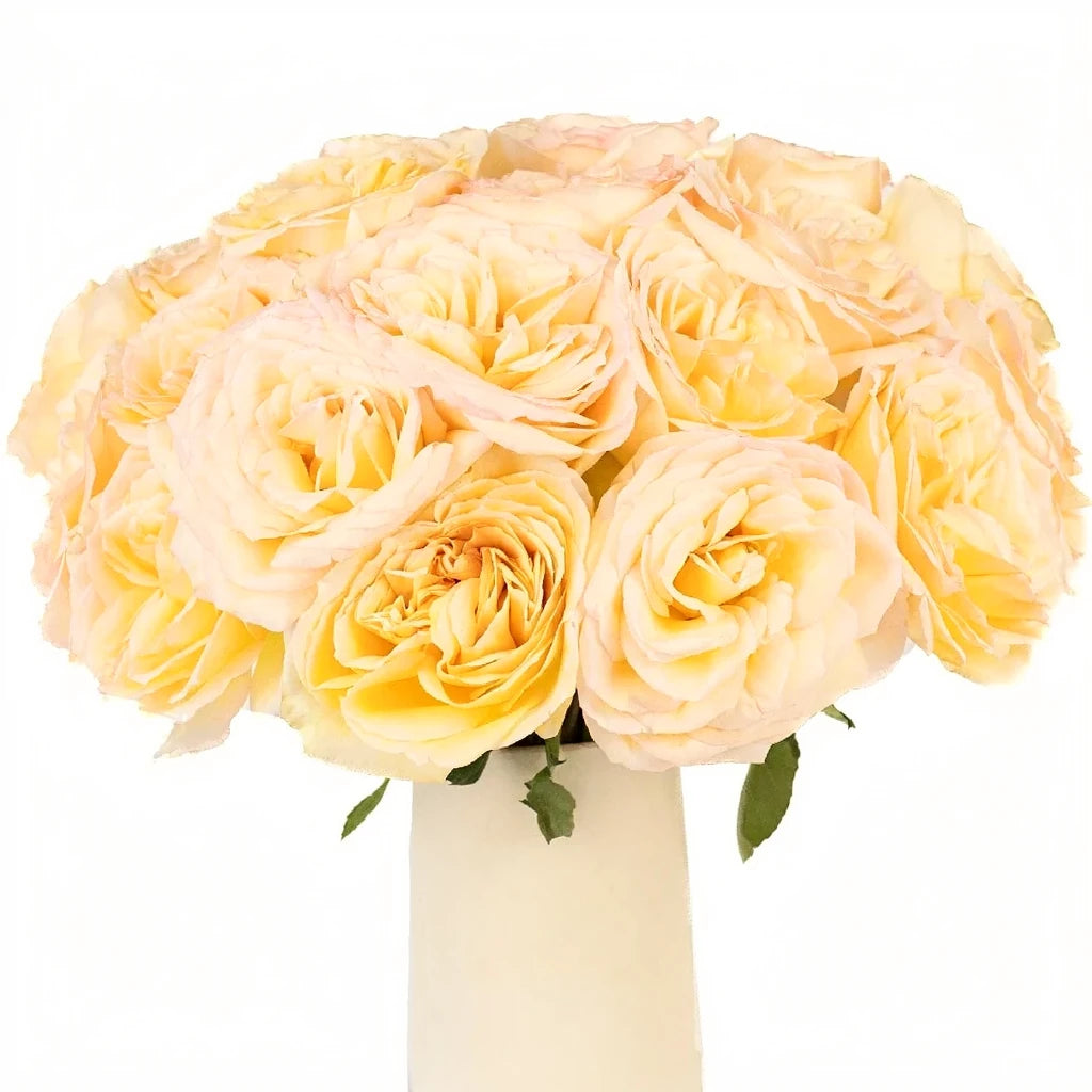 Princess Maya Roses Garden - alternative 1