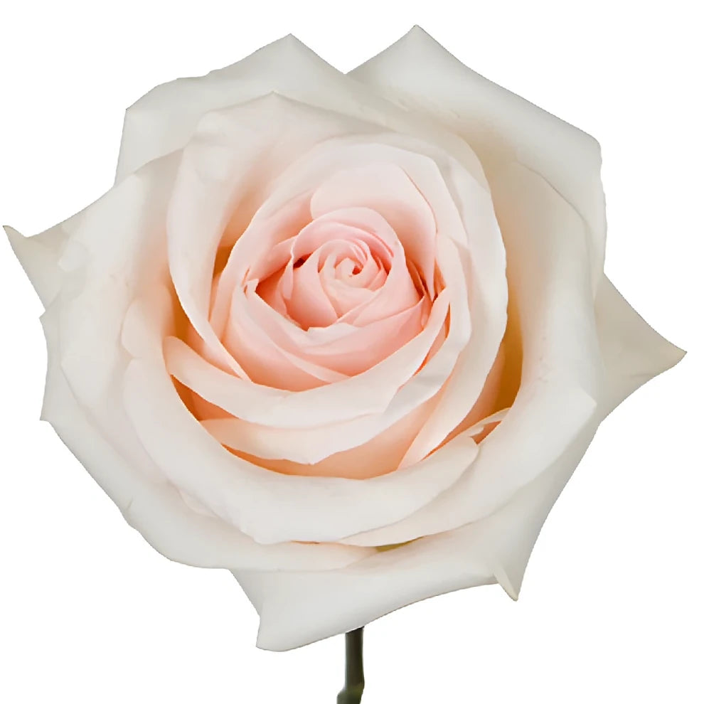 Pastella Roses Standard - alternative 1