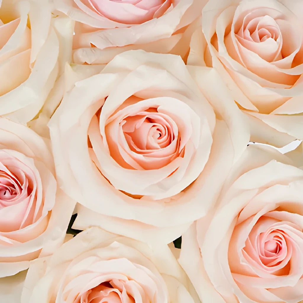 Pastella Roses Standard - main