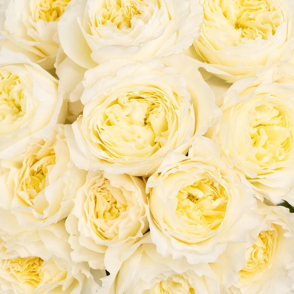 Patience Rose David Austin - main