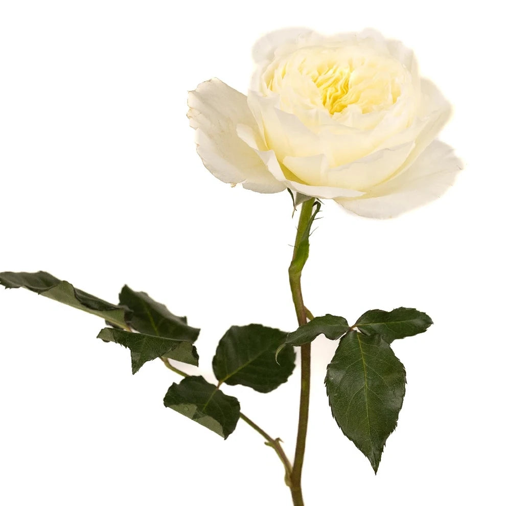Patience Rose David Austin - alternative 2