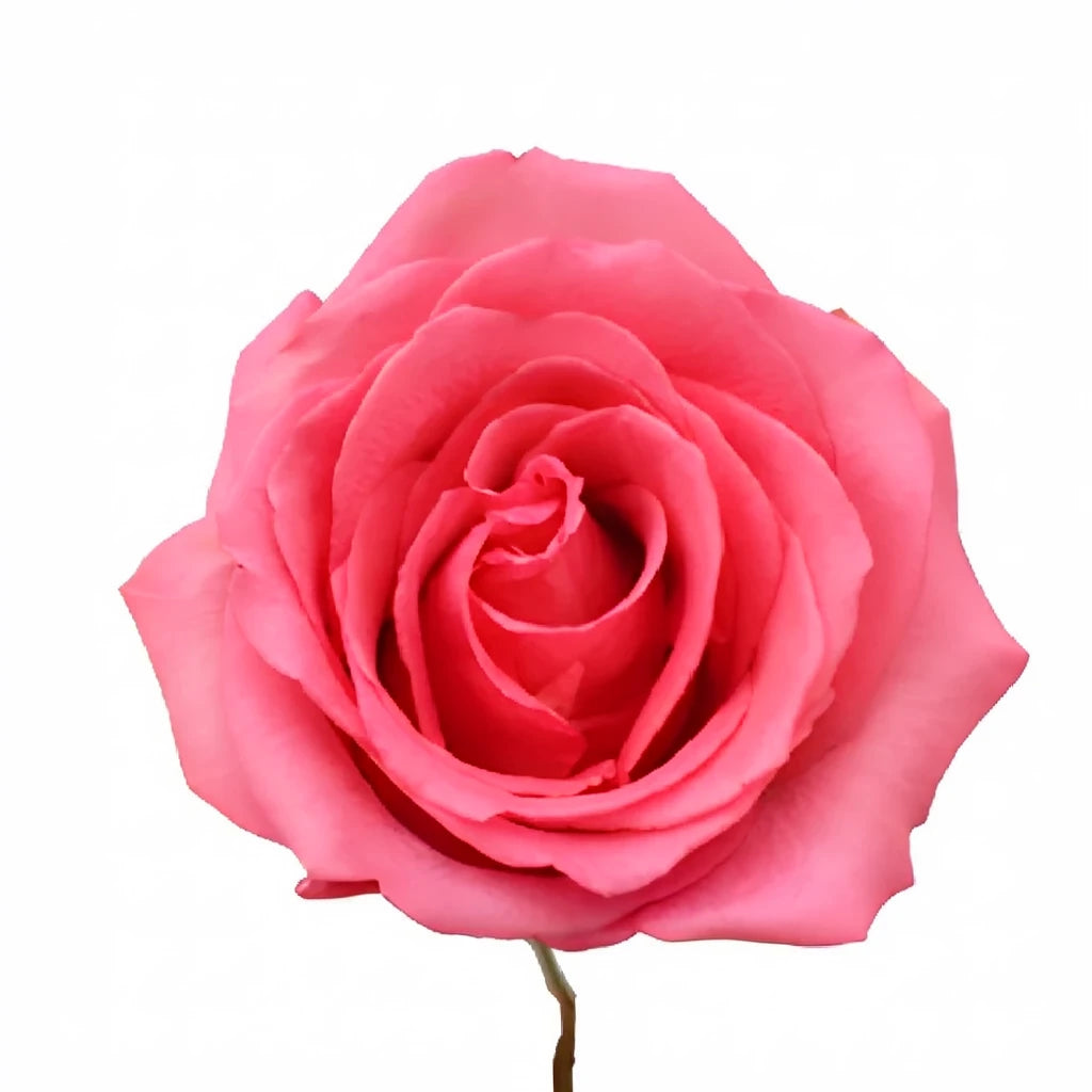 Pavarotti Roses Standard - alternative 1
