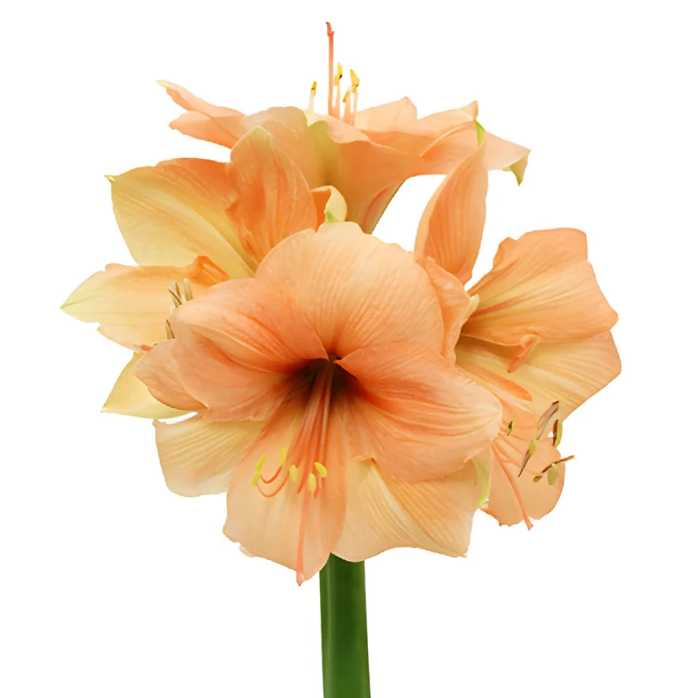 Peach Amaryllis - alternative 1
