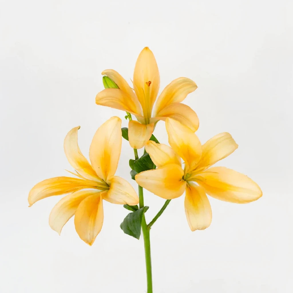 Menorca Lilies Asiatic - main