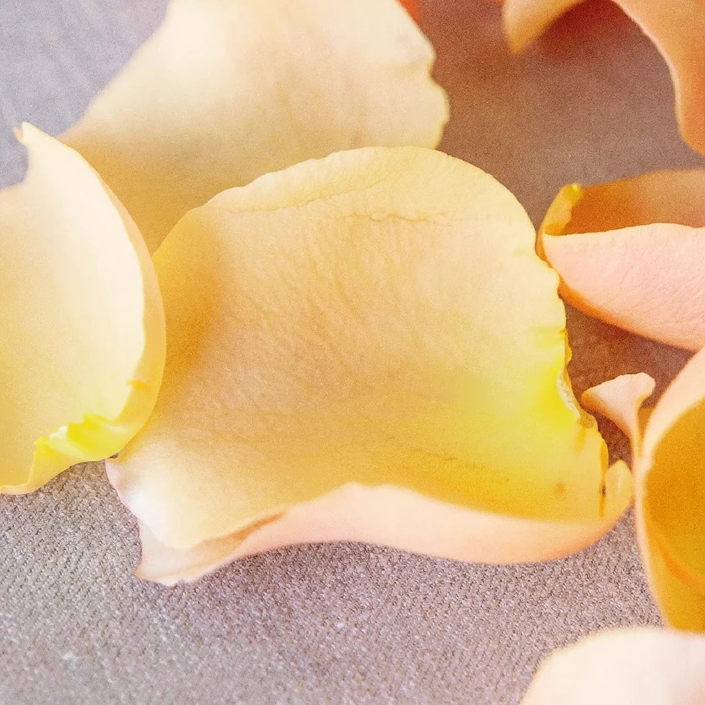 Peach Rose Petals - alternative 2