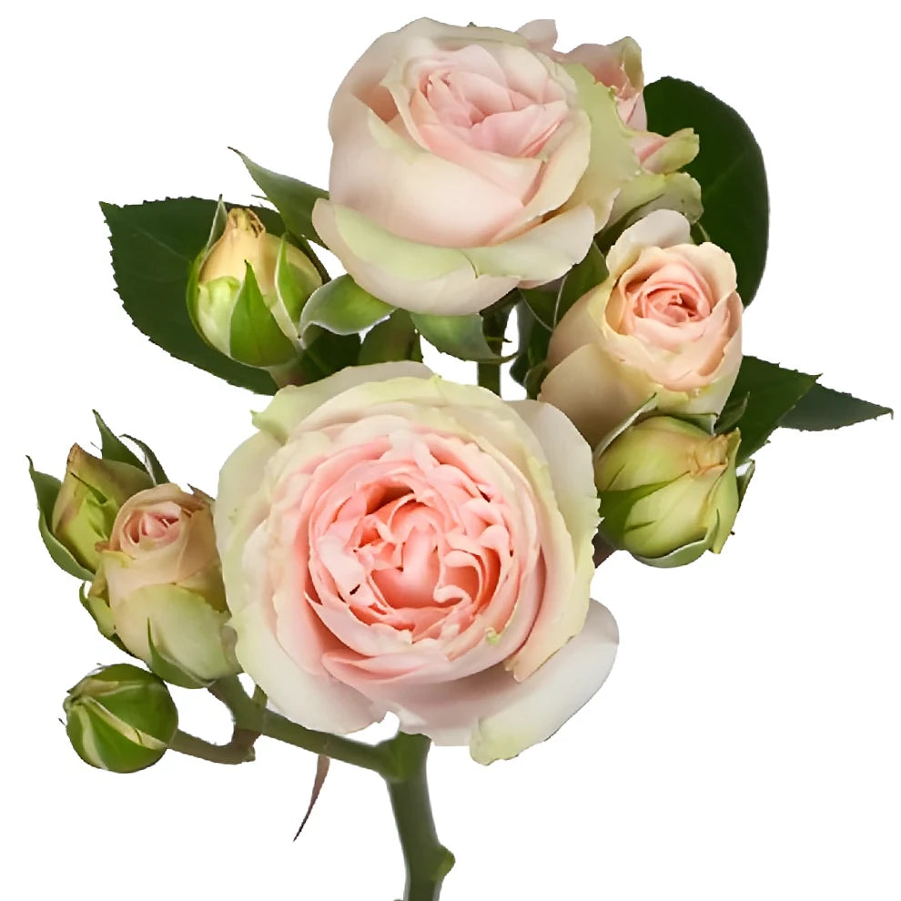 Irishka Roses Spray - Peach - alternative 1