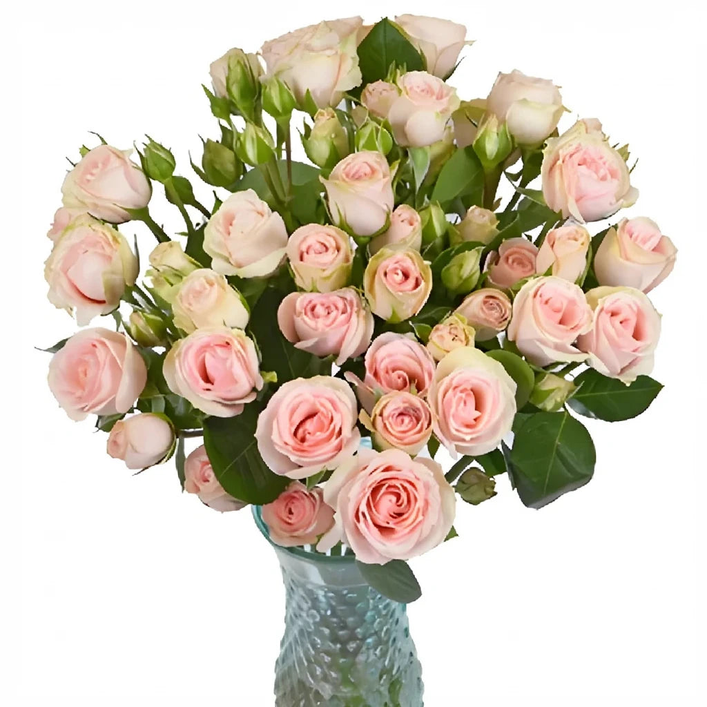 Peach Orchids Mokara - alternative 2