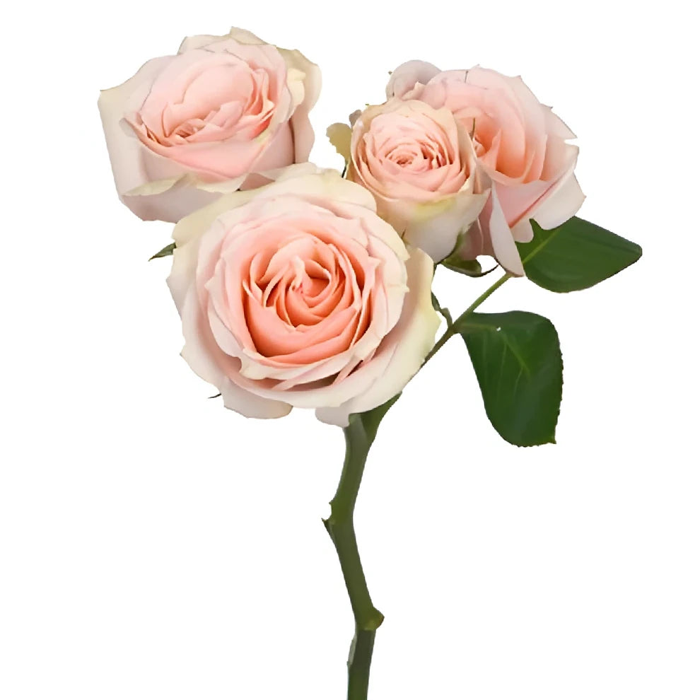 Peach Orchids Mokara - alternative 1