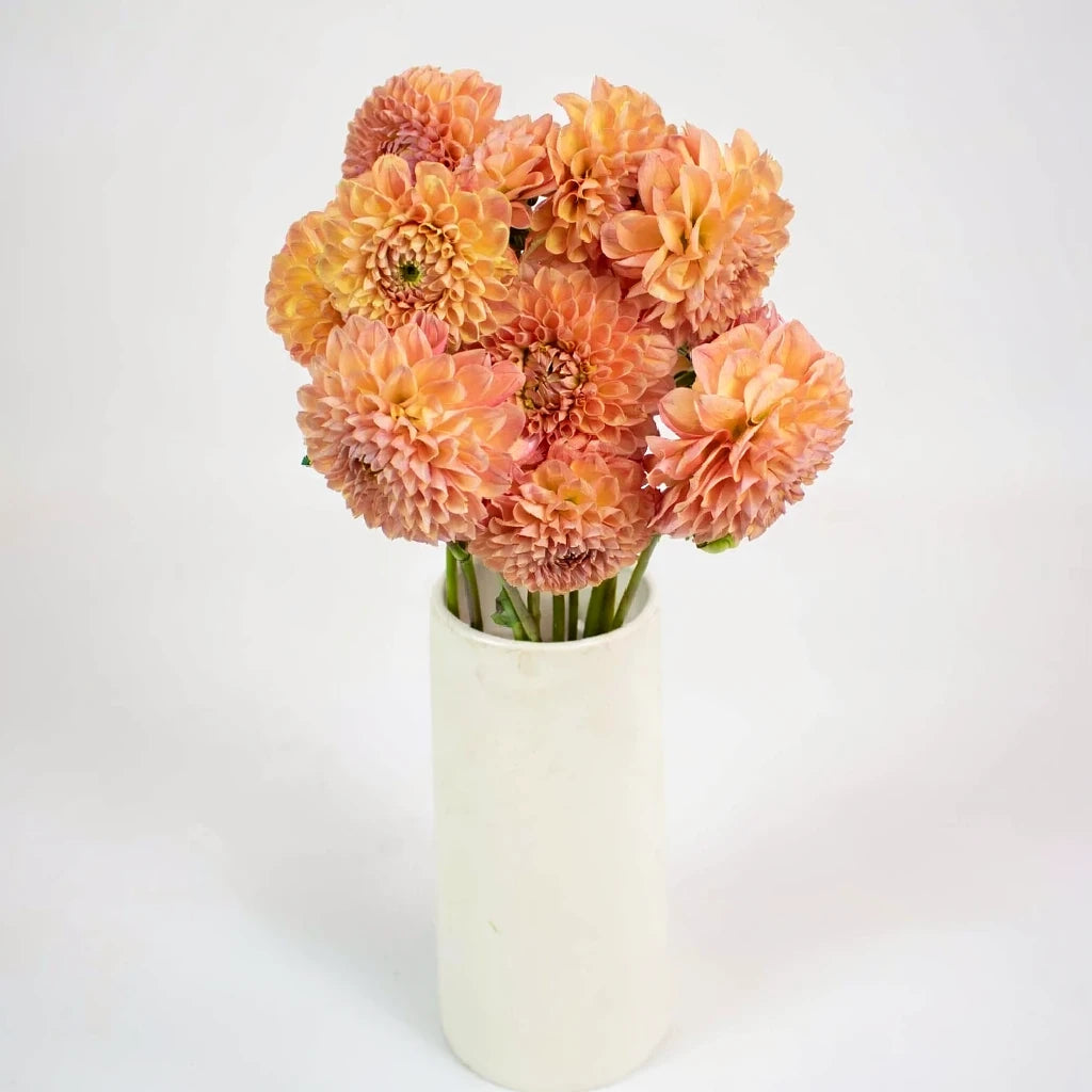 Peach Dahlias - alternative 1