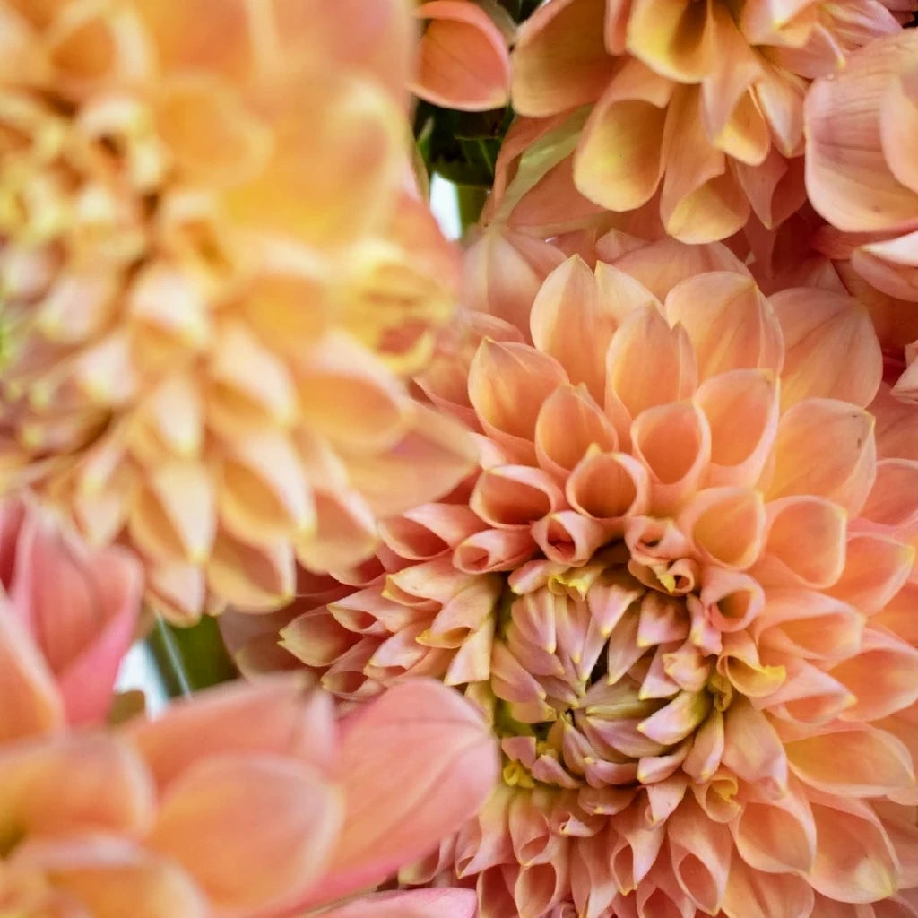New Peach Dahlias - main