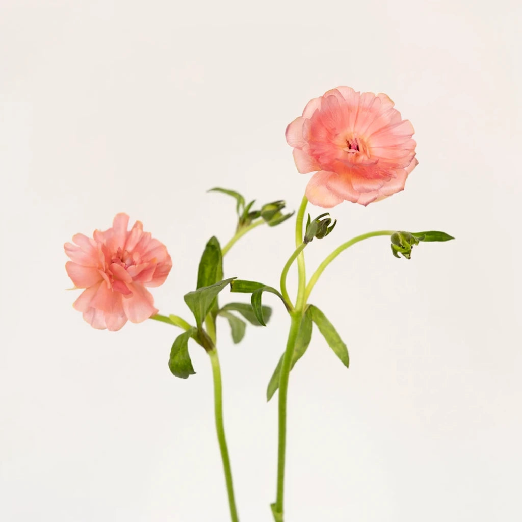 Butterfly Salmon Ranunculus - main