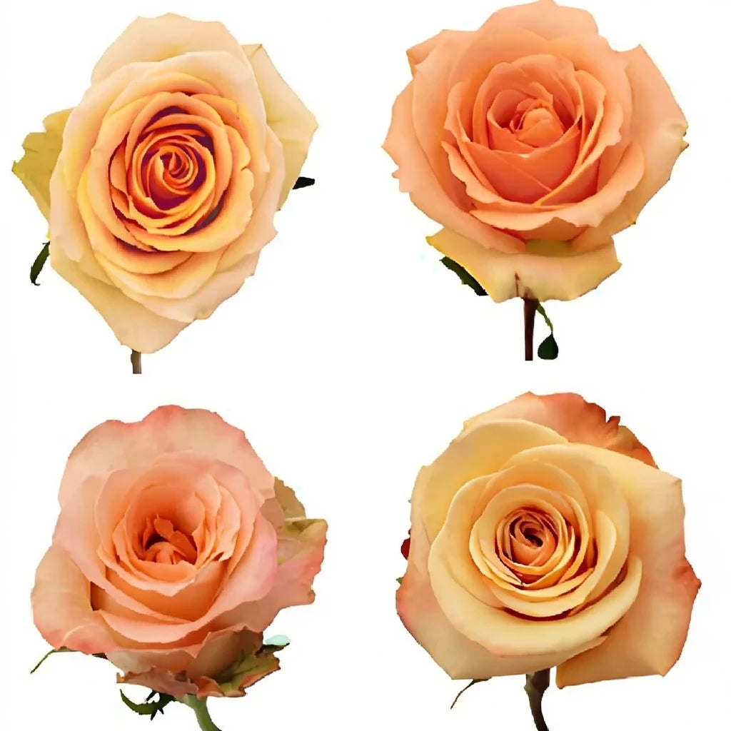 Irina Roses Standard - main