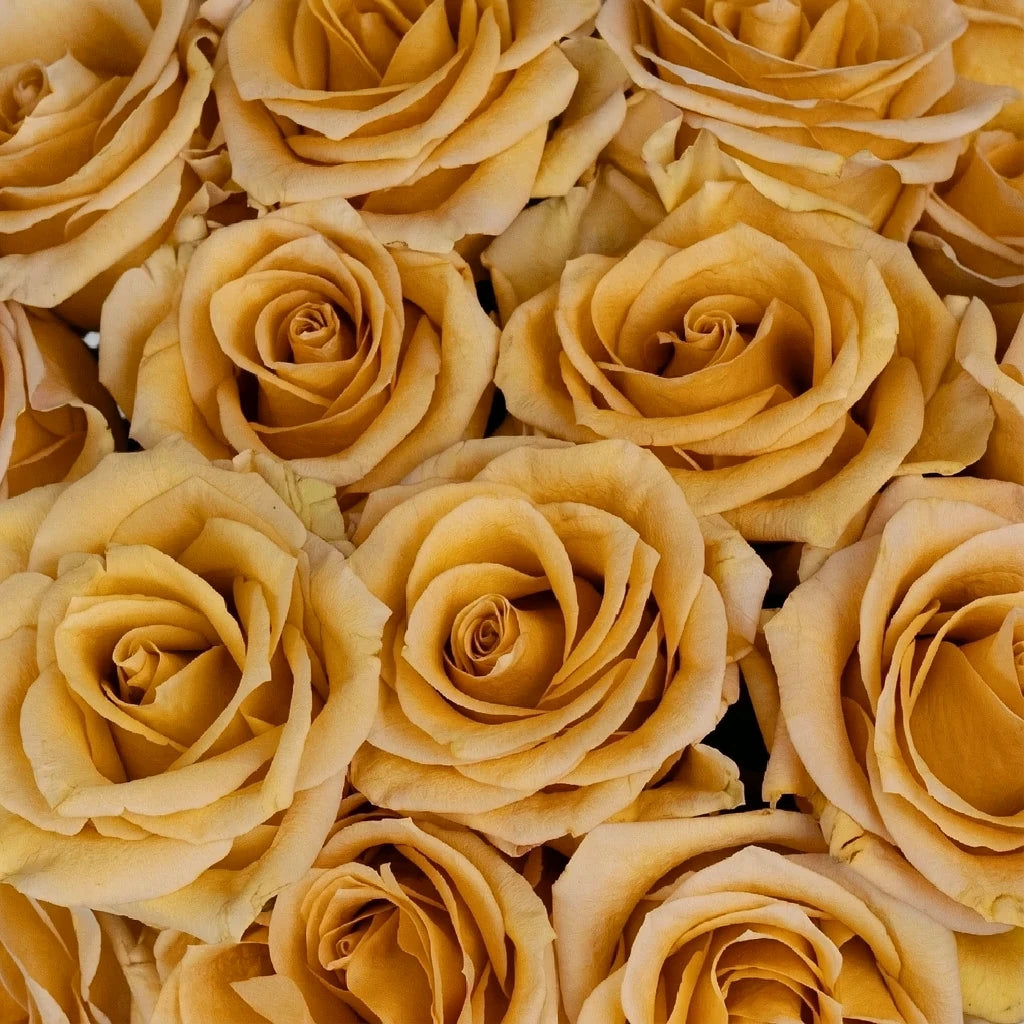 Combo Roses Standard - alternative 2