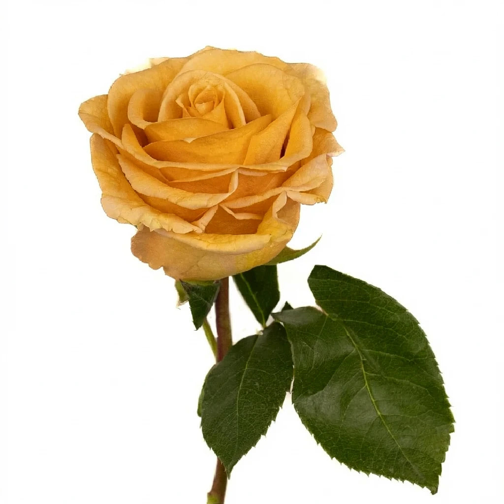 Combo Roses Standard - main