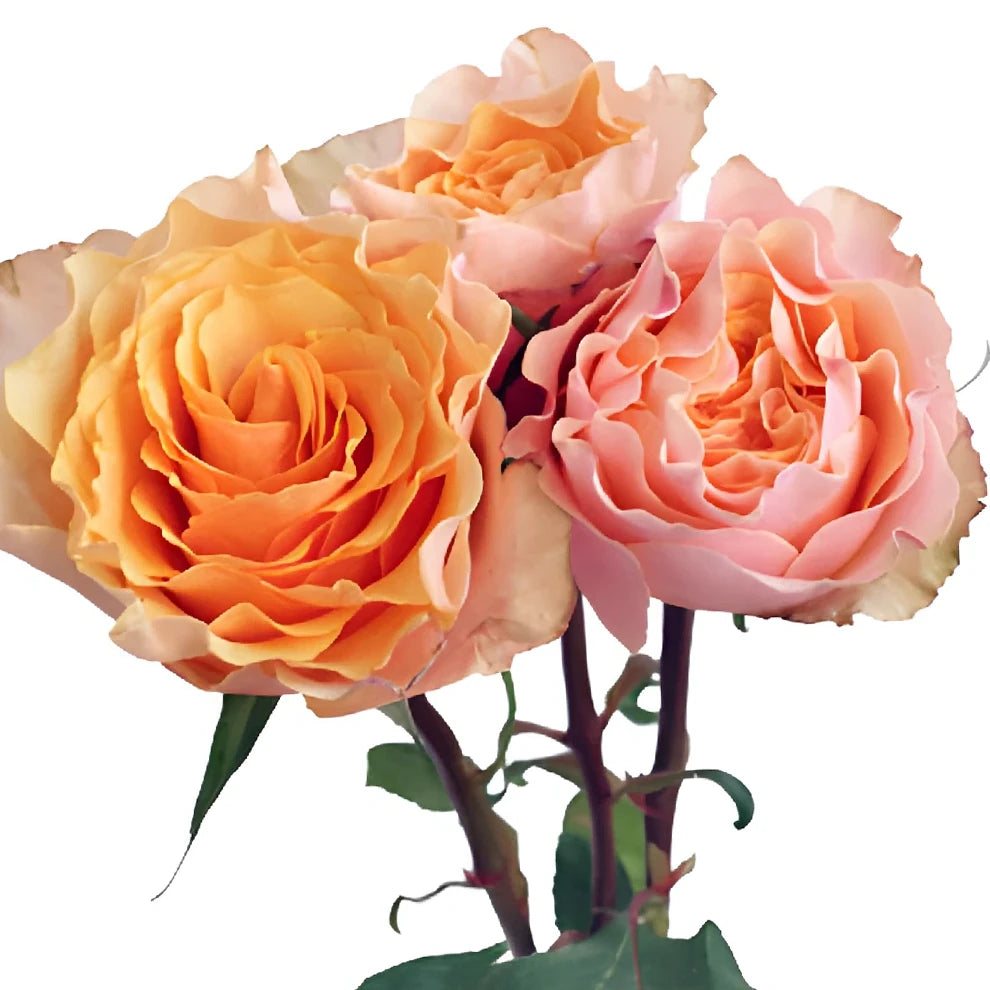 Campanella Peach Roses Garden - alternative 3