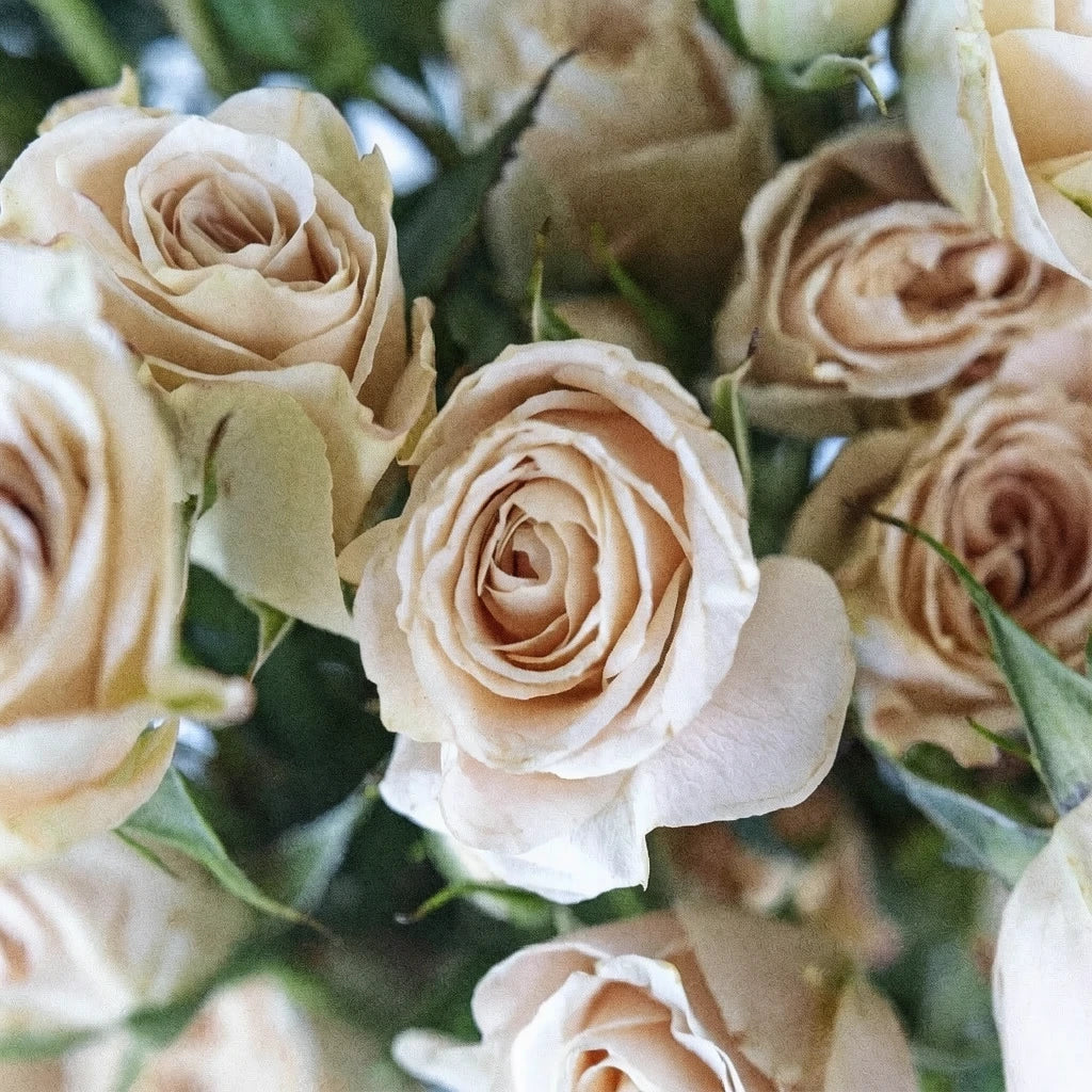 Brilliant Star Capricorn Roses Spray - main