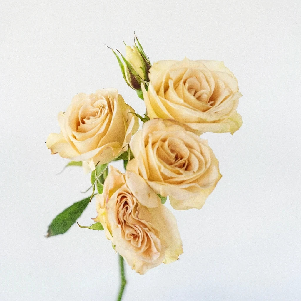 Creta Roses Spray - alternative 1