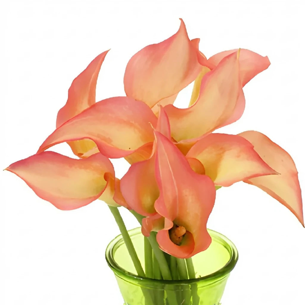 Peach Calla Lily Mini - alternative 4