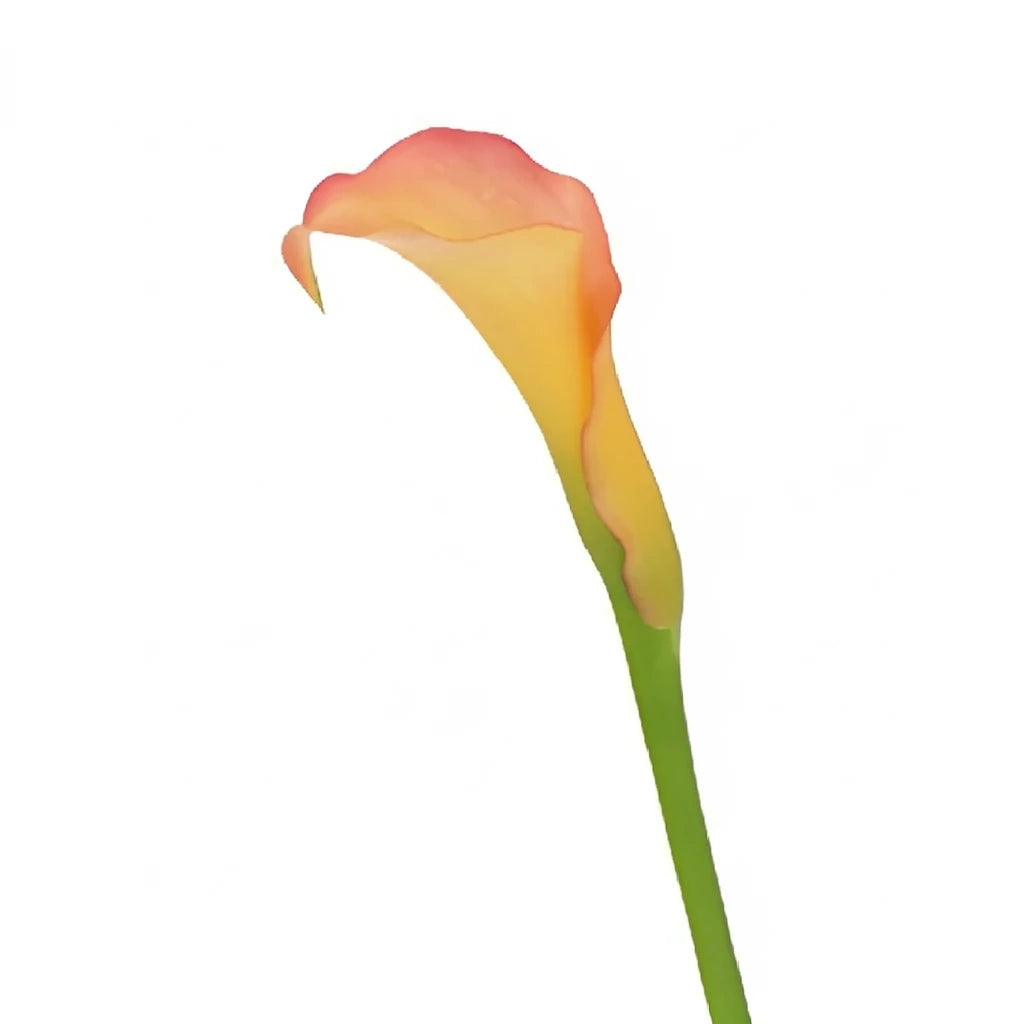 Peach Calla Lily Mini - alternative 2