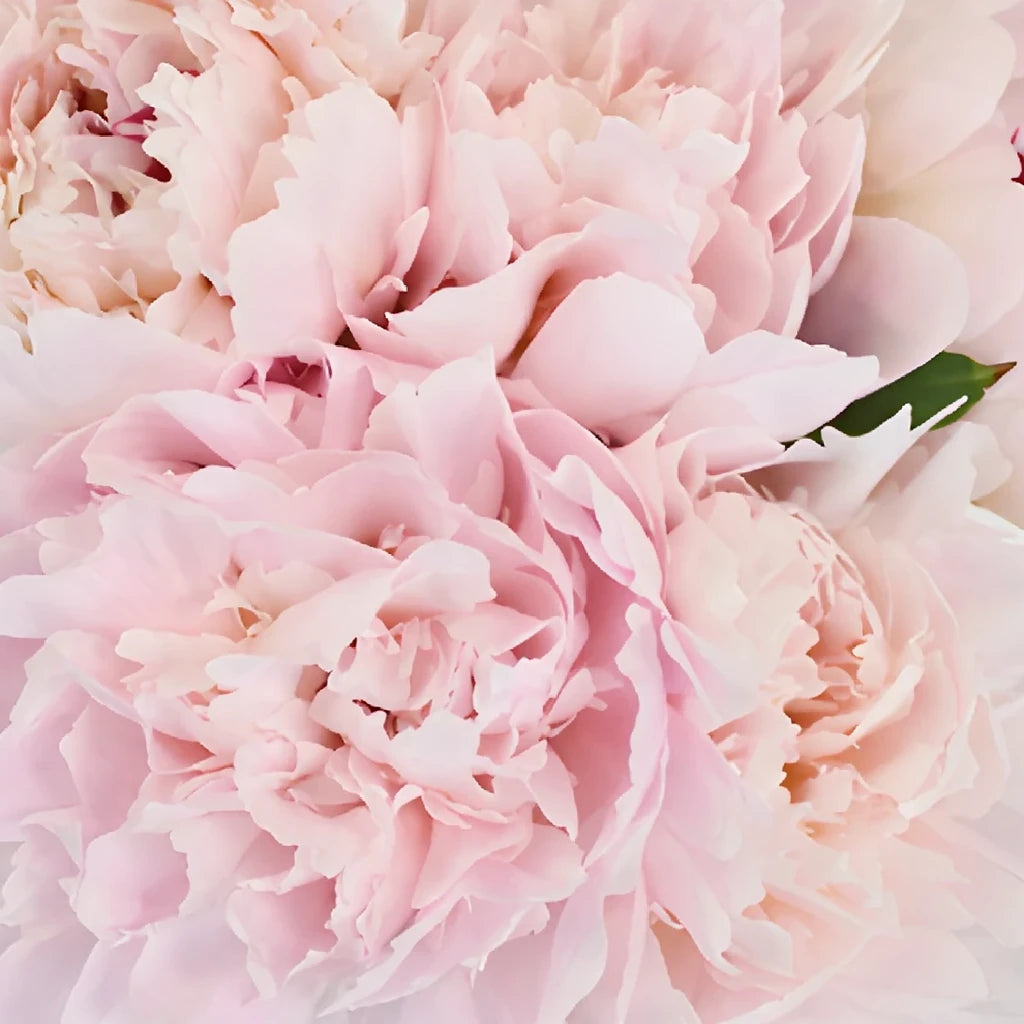 Pecher Peonies - alternative 4