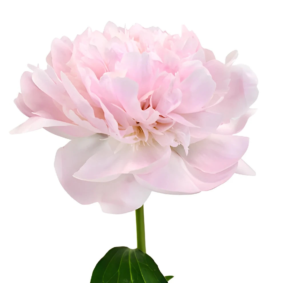 Pecher Peonies - alternative 3