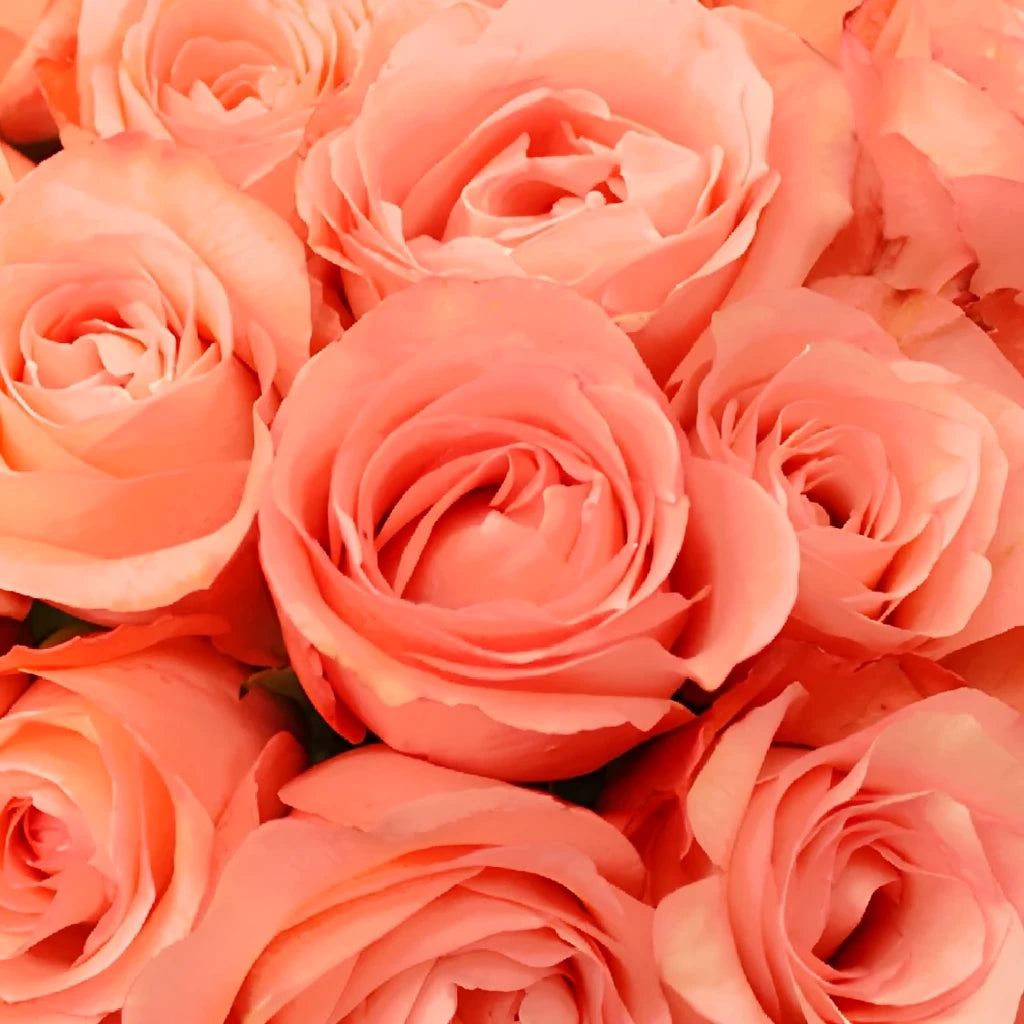 Peckoubo Roses Standard - alternative 1