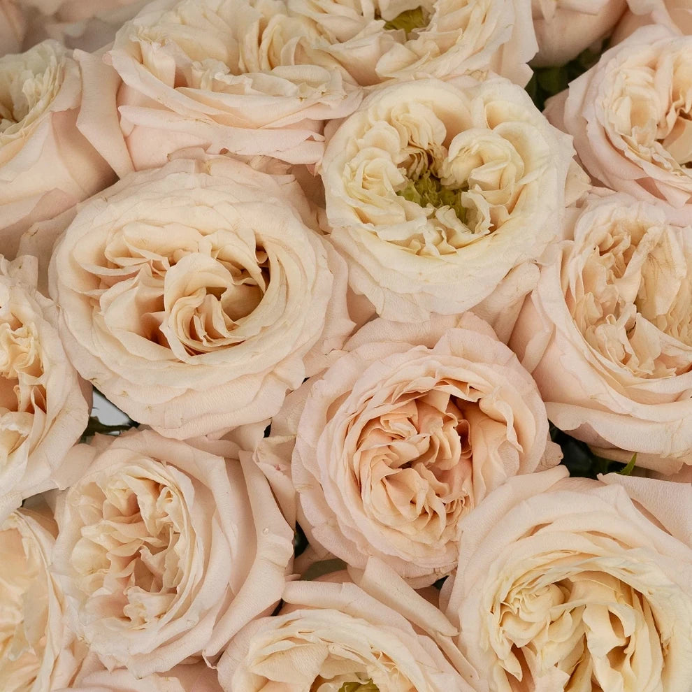 Cream Piaget Roses Garden - alternative 1