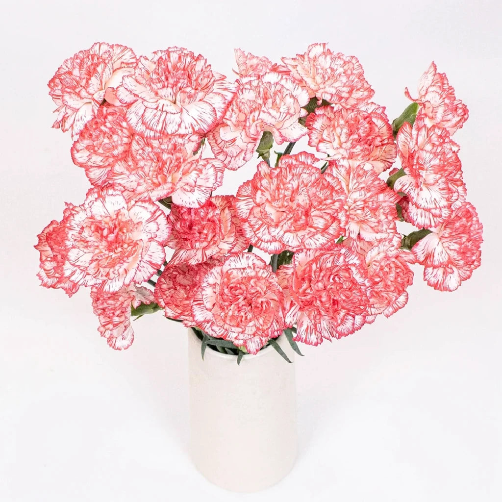 Navidad Carnations - main