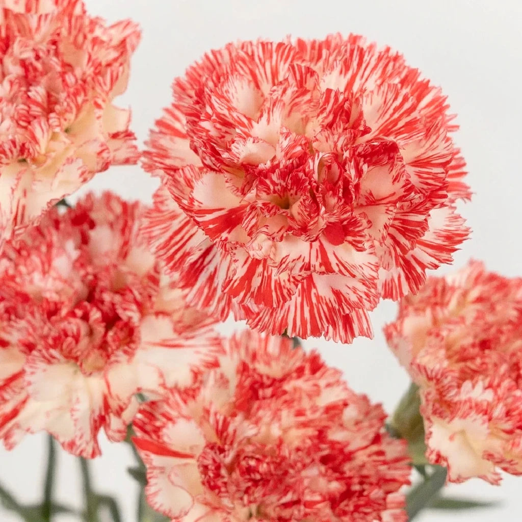 Navidad Carnations - alternative 1