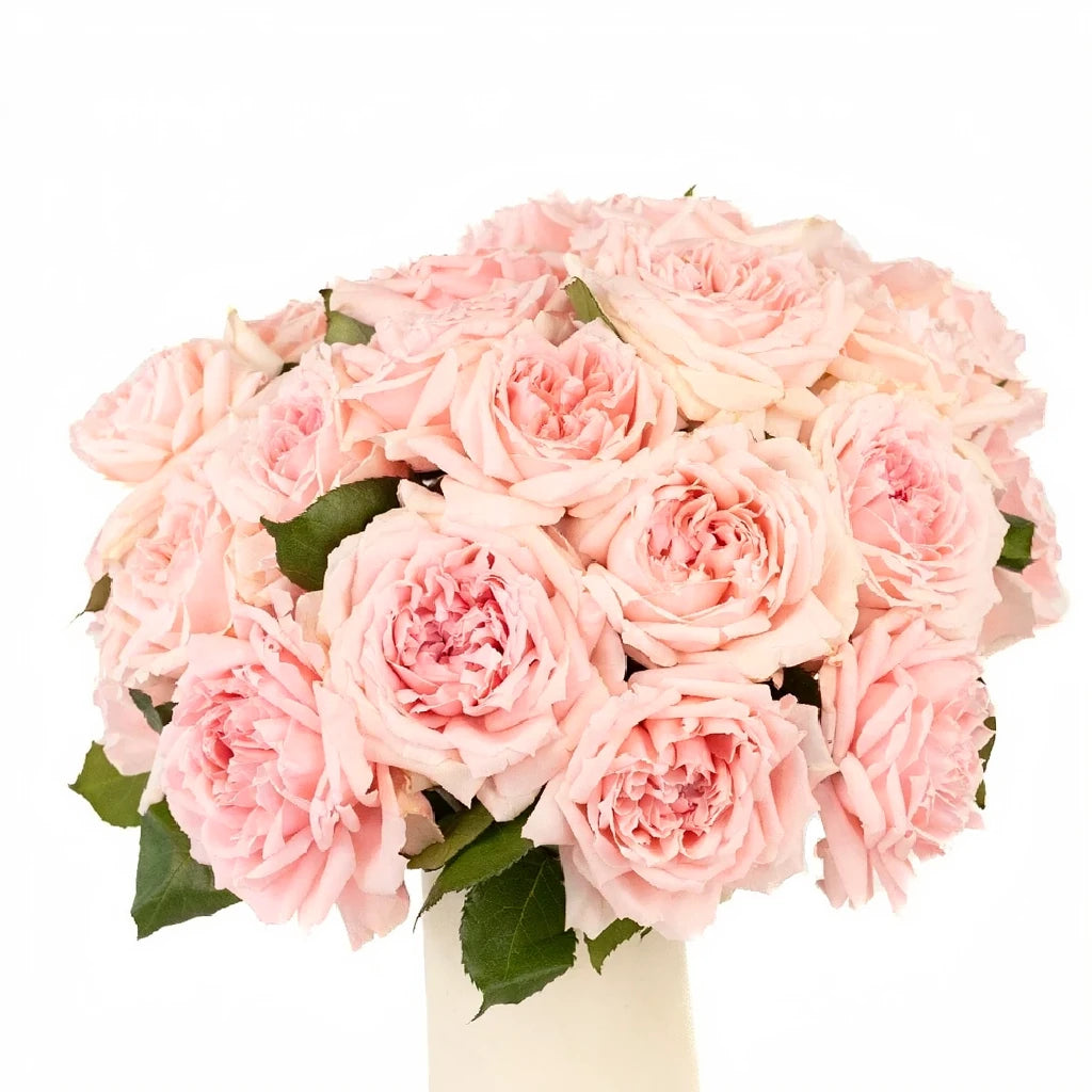 Princess Hitomi Roses Garden - main