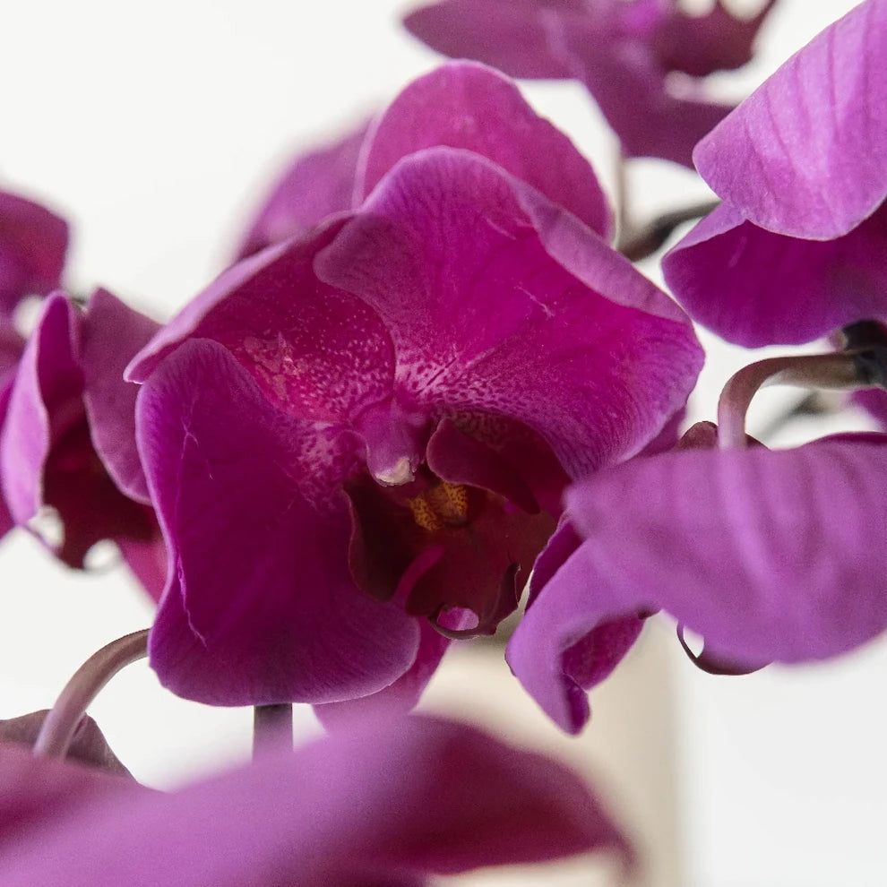 Phalaenopsis Plants Orchids Phalaenopsis - Purple - main