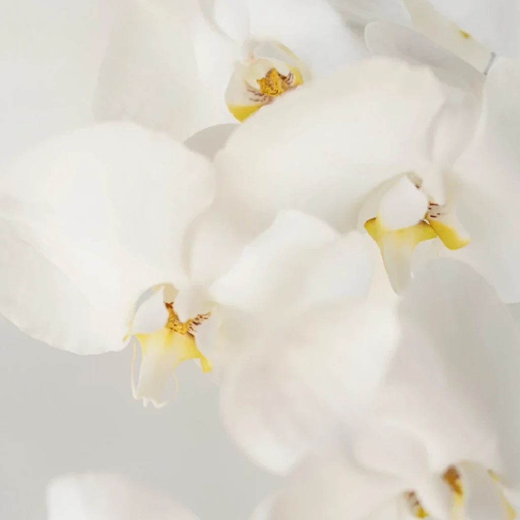 Assorted Orchids Phalaenopsis - main