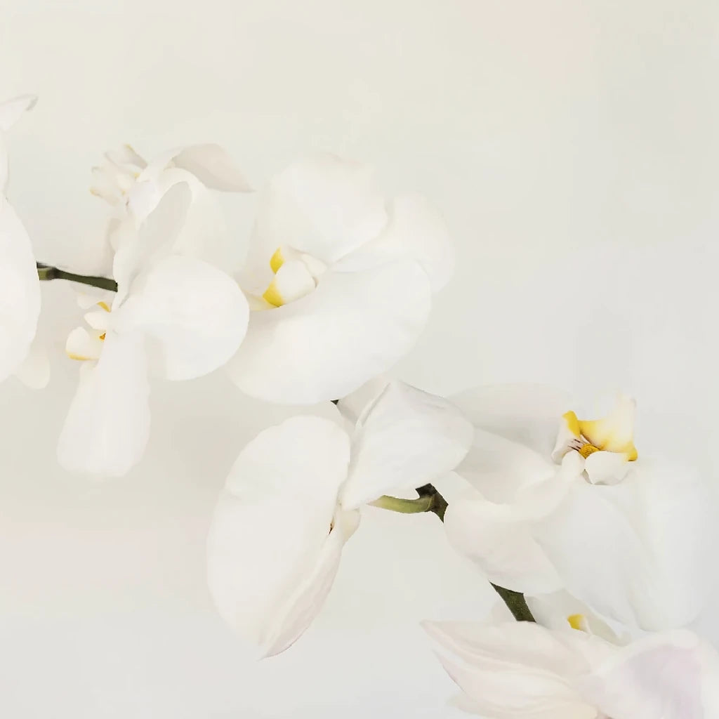 White Orchids Phalaenopsis - alternative 2