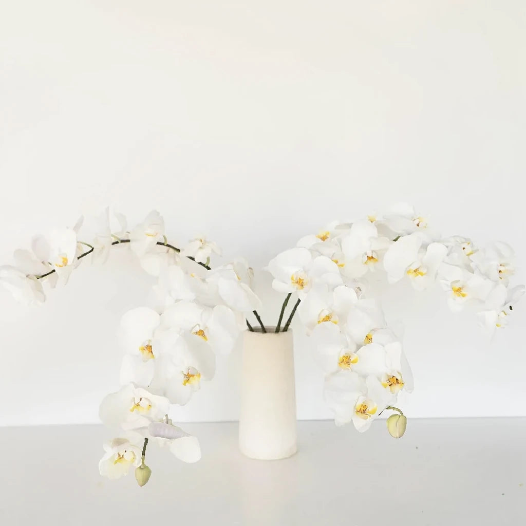 Plant Orchids Phalaenopsis - main