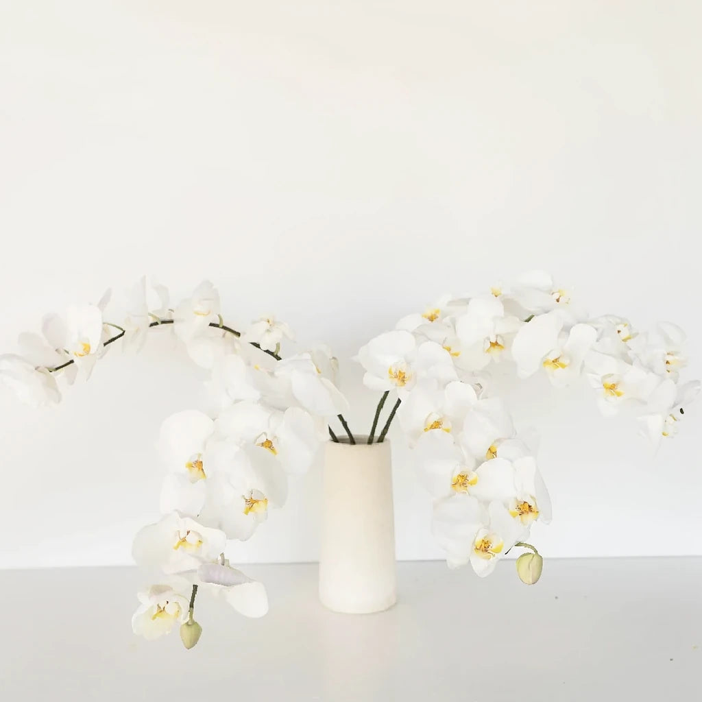 White Orchids Phalaenopsis - main