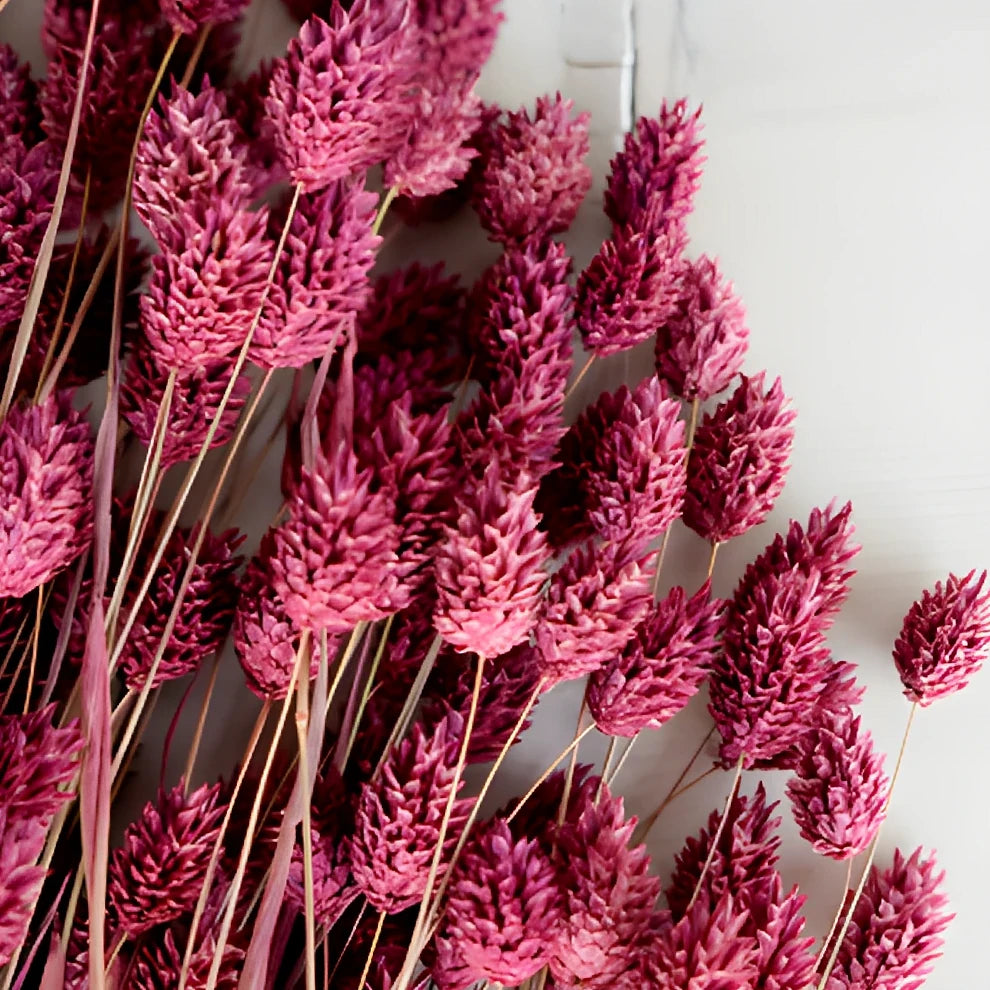 Canary Grass Dried - Dark Pink - alternative 1