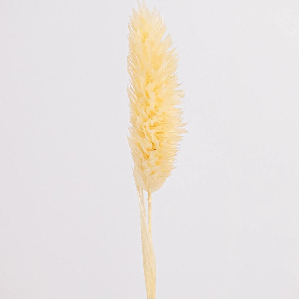 Canary Grass Dried - Natural - alternative 3